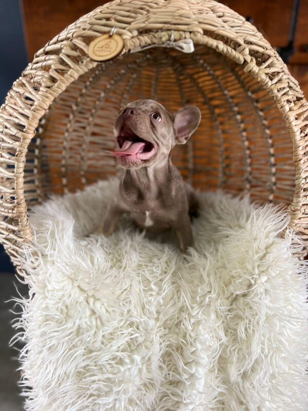 Pet Loungers - Image 4