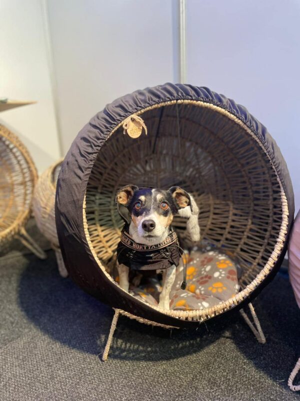 Standing Pet Loungers - Image 8