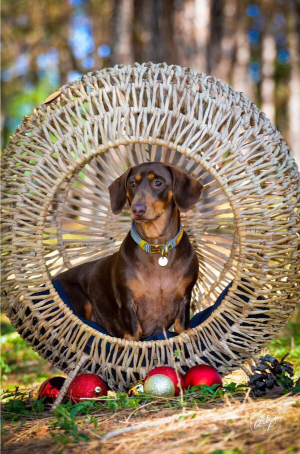 Standing Pet Loungers - Image 10