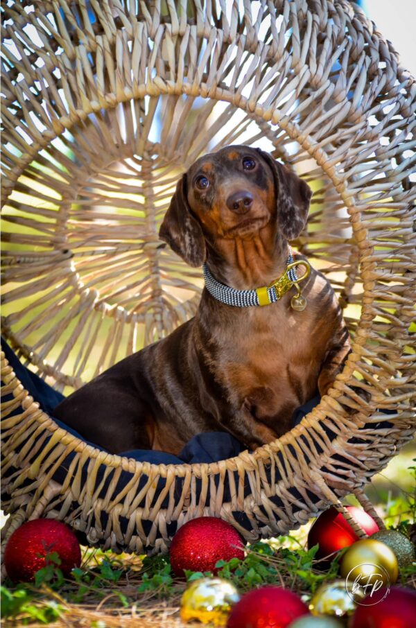 Standing Pet Loungers - Image 9
