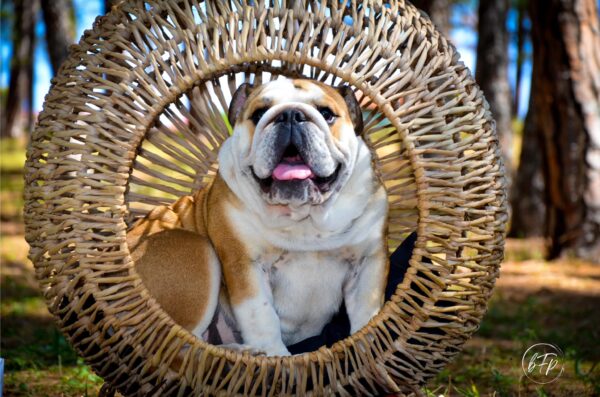 Standing Pet Loungers - Image 11