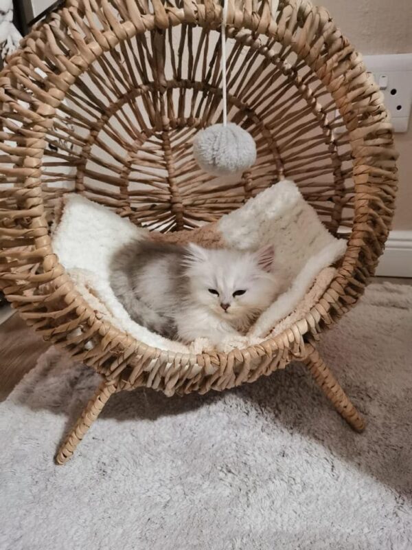 Standing Pet Loungers