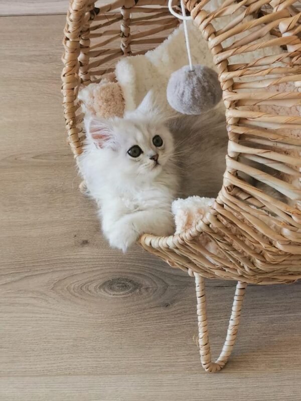 Standing Pet Loungers - Image 5