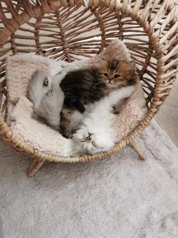 Standing Pet Loungers - Image 2