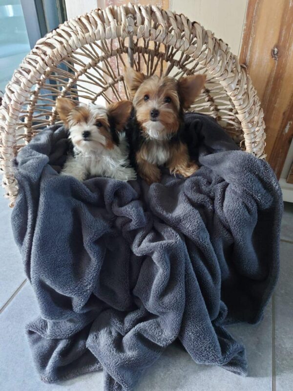Standing Pet Loungers - Image 13