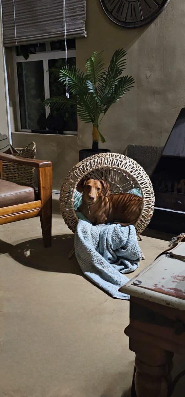 Standing Pet Loungers - Image 14