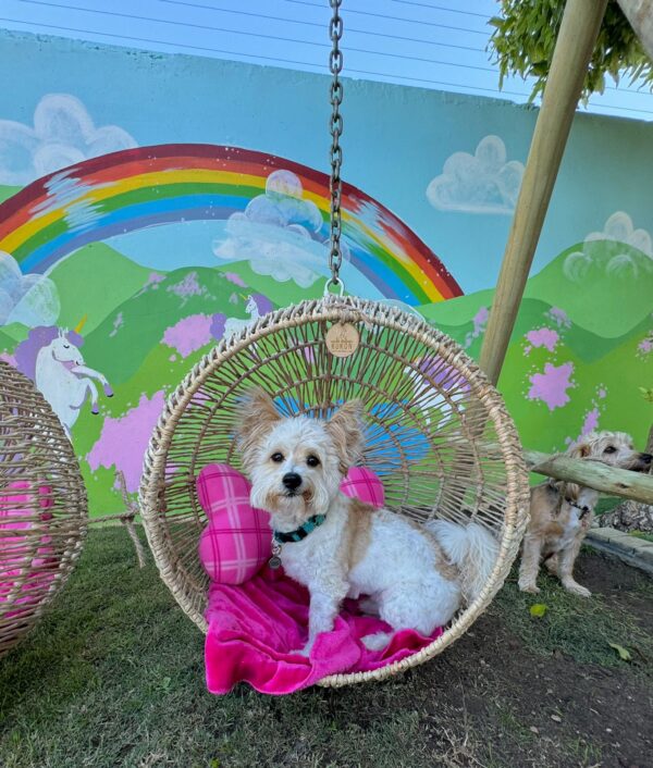 Pet Loungers - Image 5