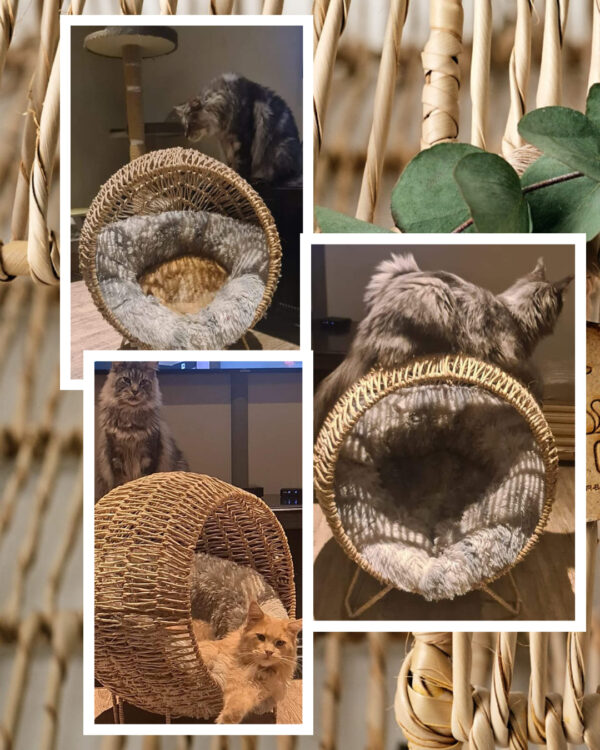 Pet Loungers - Image 3