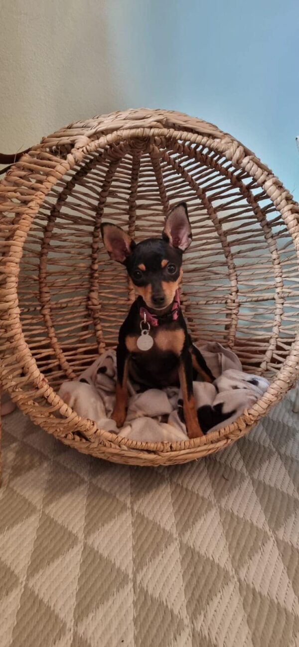 Pet Loungers - Image 6