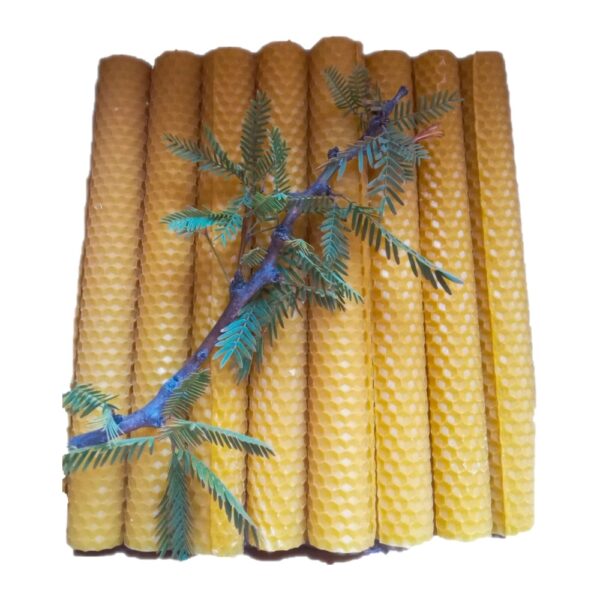 Multiple yellow beeswax honeycomb candles tied together with a natural sprig.